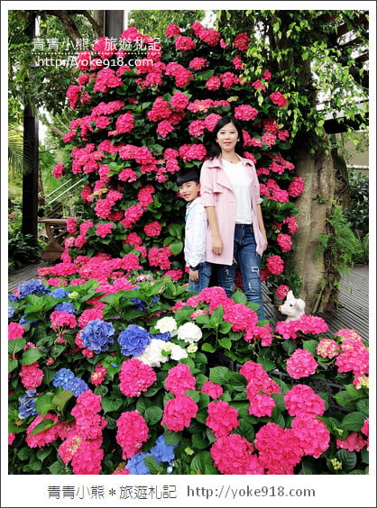 苗栗景點》卓蘭花露休閒農場.超美的繡球花美麗綻放~一起約會去 @青青小熊*旅遊札記 苗栗景點》卓蘭花露休閒農場.超美的繡球花美麗綻放~一起約會去 @青青小熊*旅遊札記