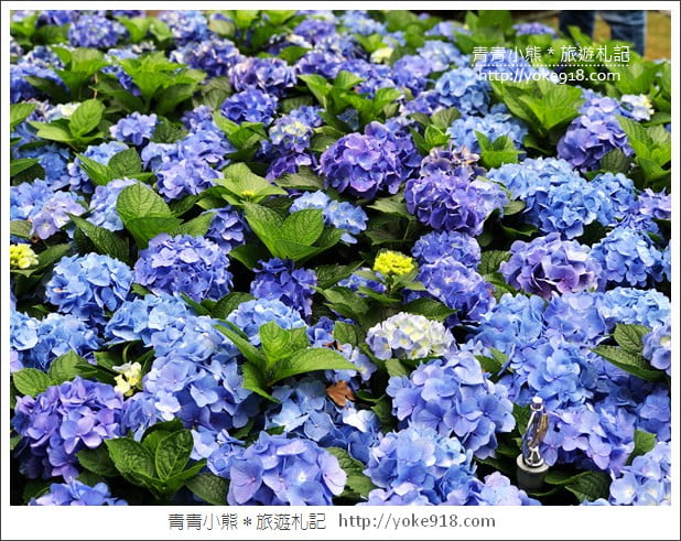 苗栗景點》卓蘭花露休閒農場.超美的繡球花美麗綻放~一起約會去 @青青小熊*旅遊札記 苗栗景點》卓蘭花露休閒農場.超美的繡球花美麗綻放~一起約會去 @青青小熊*旅遊札記