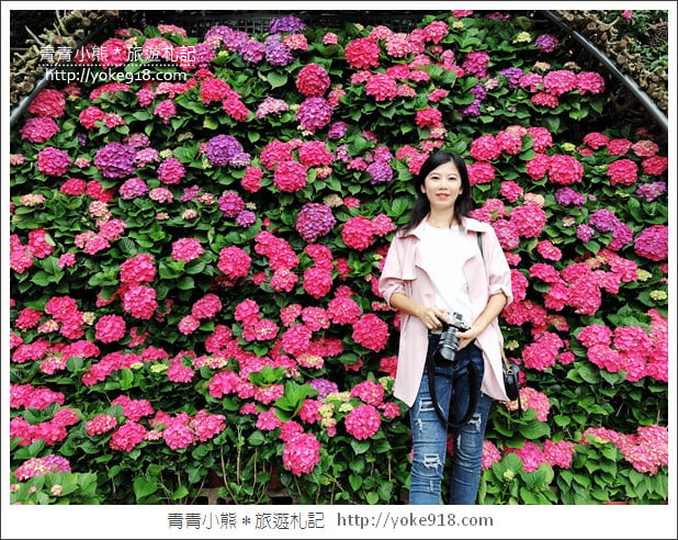 苗栗景點》卓蘭花露休閒農場.超美的繡球花美麗綻放~一起約會去 @青青小熊*旅遊札記 苗栗景點》卓蘭花露休閒農場.超美的繡球花美麗綻放~一起約會去 @青青小熊*旅遊札記