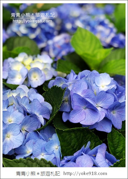 苗栗景點》卓蘭花露休閒農場.超美的繡球花美麗綻放~一起約會去 @青青小熊*旅遊札記 苗栗景點》卓蘭花露休閒農場.超美的繡球花美麗綻放~一起約會去 @青青小熊*旅遊札記