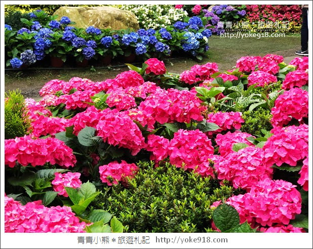 苗栗景點》卓蘭花露休閒農場．超美的繡球花美麗綻放~一起約會去 @青青小熊＊旅遊札記