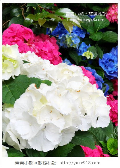 苗栗景點》卓蘭花露休閒農場.超美的繡球花美麗綻放~一起約會去 @青青小熊*旅遊札記 苗栗景點》卓蘭花露休閒農場.超美的繡球花美麗綻放~一起約會去 @青青小熊*旅遊札記