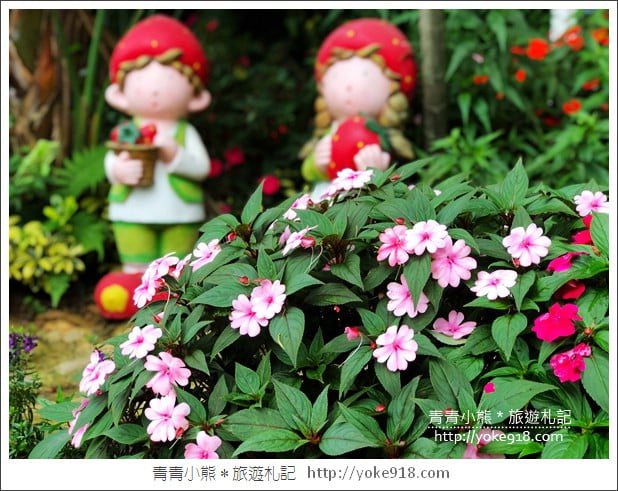 苗栗景點》卓蘭花露休閒農場.超美的繡球花美麗綻放~一起約會去 @青青小熊*旅遊札記 苗栗景點》卓蘭花露休閒農場.超美的繡球花美麗綻放~一起約會去 @青青小熊*旅遊札記