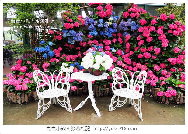 苗栗景點》卓蘭花露休閒農場.超美的繡球花美麗綻放~一起約會去 @青青小熊*旅遊札記 苗栗景點》卓蘭花露休閒農場.超美的繡球花美麗綻放~一起約會去 @青青小熊*旅遊札記