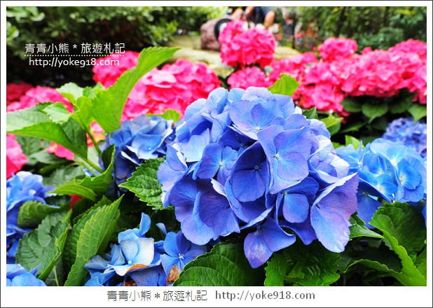 苗栗景點》卓蘭花露休閒農場.超美的繡球花美麗綻放~一起約會去 @青青小熊*旅遊札記 苗栗景點》卓蘭花露休閒農場.超美的繡球花美麗綻放~一起約會去 @青青小熊*旅遊札記