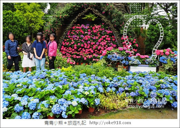 苗栗景點》卓蘭花露休閒農場.超美的繡球花美麗綻放~一起約會去 @青青小熊*旅遊札記 苗栗景點》卓蘭花露休閒農場.超美的繡球花美麗綻放~一起約會去 @青青小熊*旅遊札記
