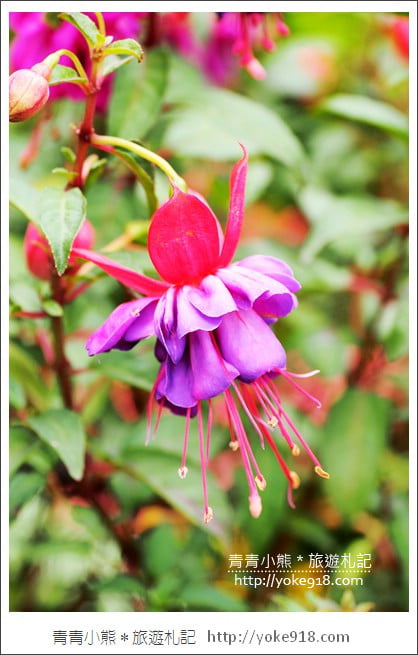 苗栗景點》卓蘭花露休閒農場.超美的繡球花美麗綻放~一起約會去 @青青小熊*旅遊札記 苗栗景點》卓蘭花露休閒農場.超美的繡球花美麗綻放~一起約會去 @青青小熊*旅遊札記