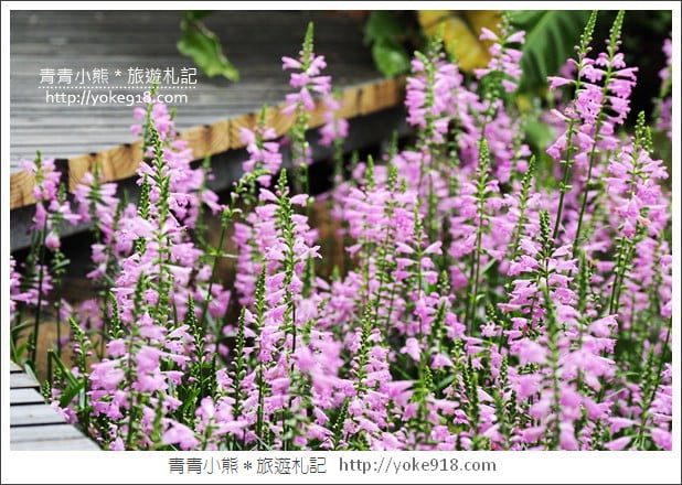 苗栗景點》卓蘭花露休閒農場.超美的繡球花美麗綻放~一起約會去 @青青小熊*旅遊札記 苗栗景點》卓蘭花露休閒農場.超美的繡球花美麗綻放~一起約會去 @青青小熊*旅遊札記