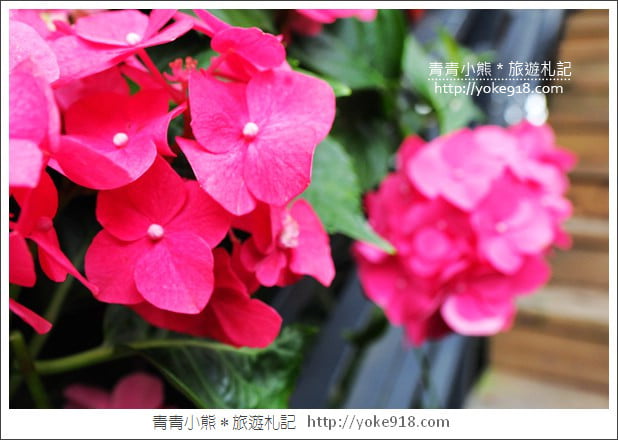 苗栗景點》卓蘭花露休閒農場．超美的繡球花美麗綻放~一起約會去 @青青小熊＊旅遊札記
