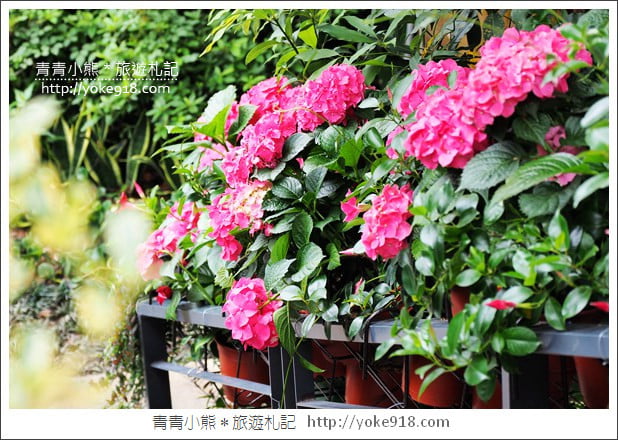 苗栗景點》卓蘭花露休閒農場.超美的繡球花美麗綻放~一起約會去 @青青小熊*旅遊札記 苗栗景點》卓蘭花露休閒農場.超美的繡球花美麗綻放~一起約會去 @青青小熊*旅遊札記