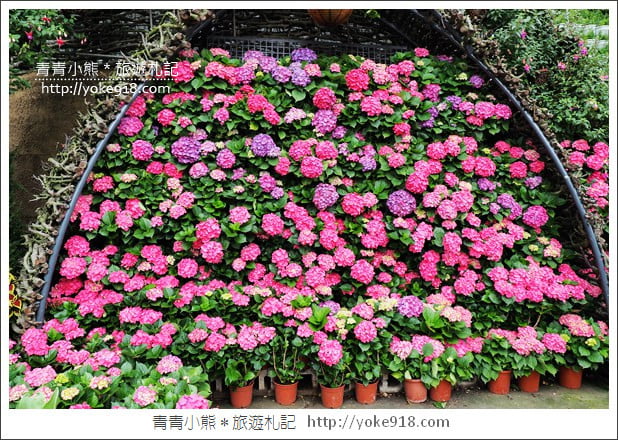 苗栗景點》卓蘭花露休閒農場．超美的繡球花美麗綻放~一起約會去 @青青小熊＊旅遊札記