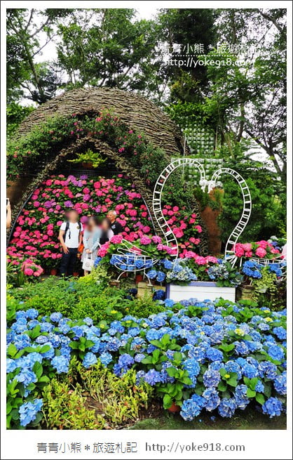 苗栗景點》卓蘭花露休閒農場.超美的繡球花美麗綻放~一起約會去 @青青小熊*旅遊札記 苗栗景點》卓蘭花露休閒農場.超美的繡球花美麗綻放~一起約會去 @青青小熊*旅遊札記