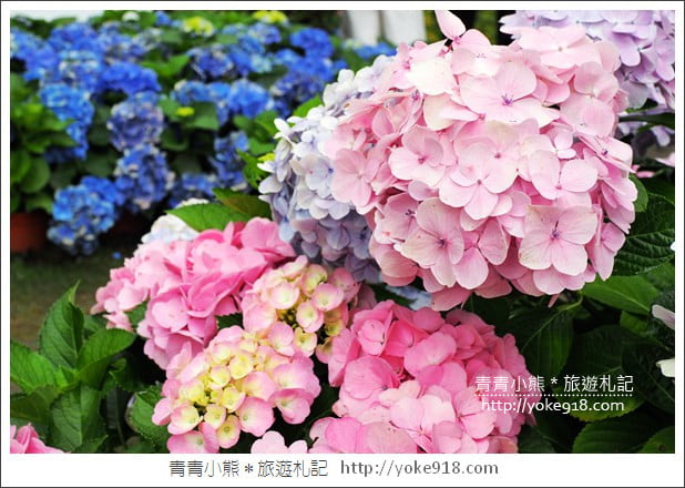 苗栗景點》卓蘭花露休閒農場.超美的繡球花美麗綻放~一起約會去 @青青小熊*旅遊札記 苗栗景點》卓蘭花露休閒農場.超美的繡球花美麗綻放~一起約會去 @青青小熊*旅遊札記