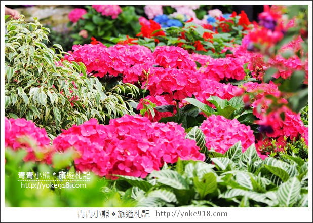 苗栗景點》卓蘭花露休閒農場.超美的繡球花美麗綻放~一起約會去 @青青小熊*旅遊札記 苗栗景點》卓蘭花露休閒農場.超美的繡球花美麗綻放~一起約會去 @青青小熊*旅遊札記