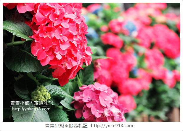 苗栗景點》卓蘭花露休閒農場.超美的繡球花美麗綻放~一起約會去 @青青小熊*旅遊札記 苗栗景點》卓蘭花露休閒農場.超美的繡球花美麗綻放~一起約會去 @青青小熊*旅遊札記