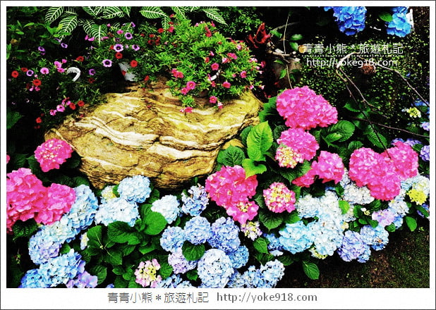 苗栗景點》卓蘭花露休閒農場.超美的繡球花美麗綻放~一起約會去 @青青小熊*旅遊札記 苗栗景點》卓蘭花露休閒農場.超美的繡球花美麗綻放~一起約會去 @青青小熊*旅遊札記