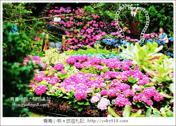 苗栗景點》卓蘭花露休閒農場．超美的繡球花美麗綻放~一起約會去 @青青小熊＊旅遊札記