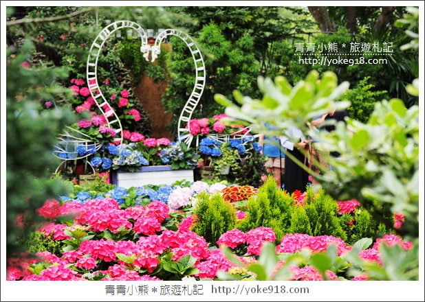 苗栗景點》卓蘭花露休閒農場.超美的繡球花美麗綻放~一起約會去 @青青小熊*旅遊札記 苗栗景點》卓蘭花露休閒農場.超美的繡球花美麗綻放~一起約會去 @青青小熊*旅遊札記