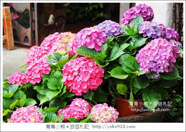 苗栗景點》卓蘭花露休閒農場．超美的繡球花美麗綻放~一起約會去 @青青小熊＊旅遊札記