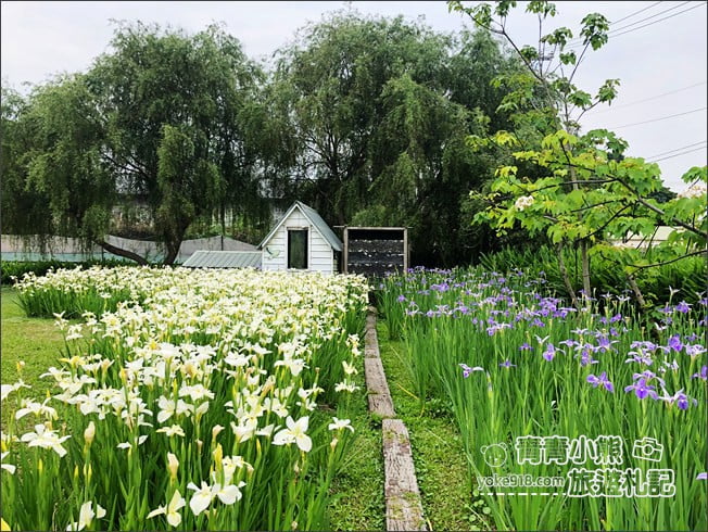 苗栗景點》荷塘居．公館夢幻鳶尾花景觀餐廳~田園中的美麗風景 @青青小熊＊旅遊札記