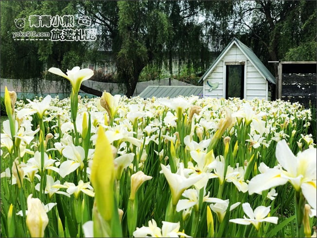 苗栗景點》荷塘居．公館夢幻鳶尾花景觀餐廳~田園中的美麗風景 @青青小熊＊旅遊札記