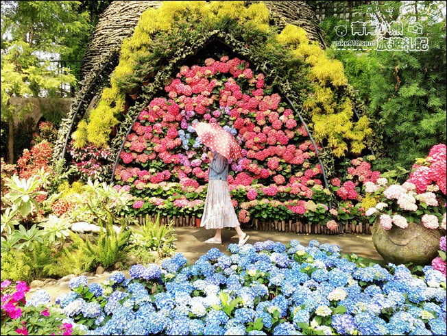 苗栗景點》卓蘭花露休閒農場.超美的繡球花美麗綻放~一起約會去 @青青小熊*旅遊札記 苗栗景點》卓蘭花露休閒農場.超美的繡球花美麗綻放~一起約會去 @青青小熊*旅遊札記
