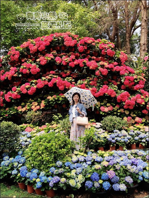 苗栗景點》卓蘭花露休閒農場.超美的繡球花美麗綻放~一起約會去 @青青小熊*旅遊札記 苗栗景點》卓蘭花露休閒農場.超美的繡球花美麗綻放~一起約會去 @青青小熊*旅遊札記