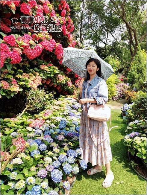 苗栗景點》卓蘭花露休閒農場.超美的繡球花美麗綻放~一起約會去 @青青小熊*旅遊札記 苗栗景點》卓蘭花露休閒農場.超美的繡球花美麗綻放~一起約會去 @青青小熊*旅遊札記