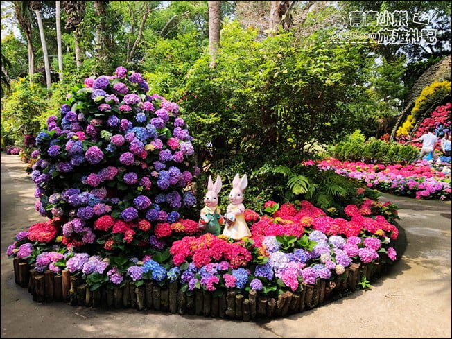 苗栗景點》卓蘭花露休閒農場.超美的繡球花美麗綻放~一起約會去 @青青小熊*旅遊札記 苗栗景點》卓蘭花露休閒農場.超美的繡球花美麗綻放~一起約會去 @青青小熊*旅遊札記