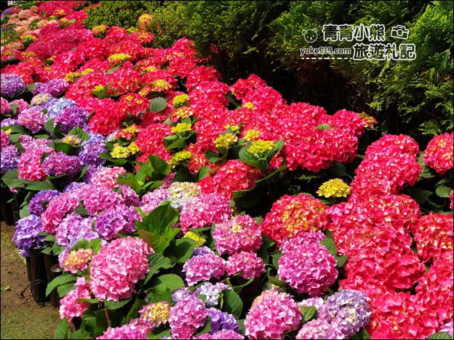 苗栗景點》卓蘭花露休閒農場.超美的繡球花美麗綻放~一起約會去 @青青小熊*旅遊札記 苗栗景點》卓蘭花露休閒農場.超美的繡球花美麗綻放~一起約會去 @青青小熊*旅遊札記