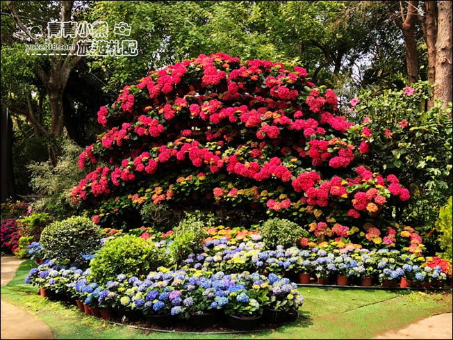 苗栗景點》卓蘭花露休閒農場.超美的繡球花美麗綻放~一起約會去 @青青小熊*旅遊札記 苗栗景點》卓蘭花露休閒農場.超美的繡球花美麗綻放~一起約會去 @青青小熊*旅遊札記