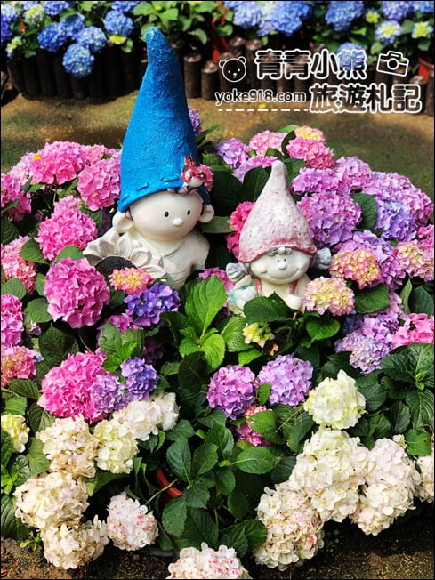 苗栗景點》卓蘭花露休閒農場.超美的繡球花美麗綻放~一起約會去 @青青小熊*旅遊札記 苗栗景點》卓蘭花露休閒農場.超美的繡球花美麗綻放~一起約會去 @青青小熊*旅遊札記