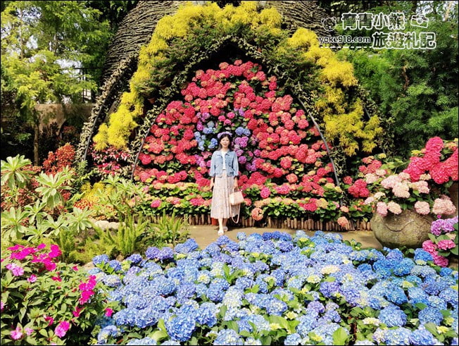 苗栗景點》卓蘭花露休閒農場.超美的繡球花美麗綻放~一起約會去 @青青小熊*旅遊札記 苗栗景點》卓蘭花露休閒農場.超美的繡球花美麗綻放~一起約會去 @青青小熊*旅遊札記