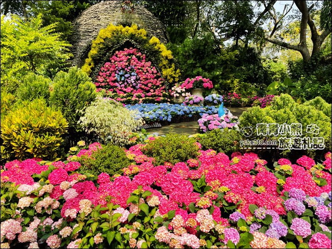 苗栗景點》卓蘭花露休閒農場．超美的繡球花美麗綻放~一起約會去 @青青小熊＊旅遊札記