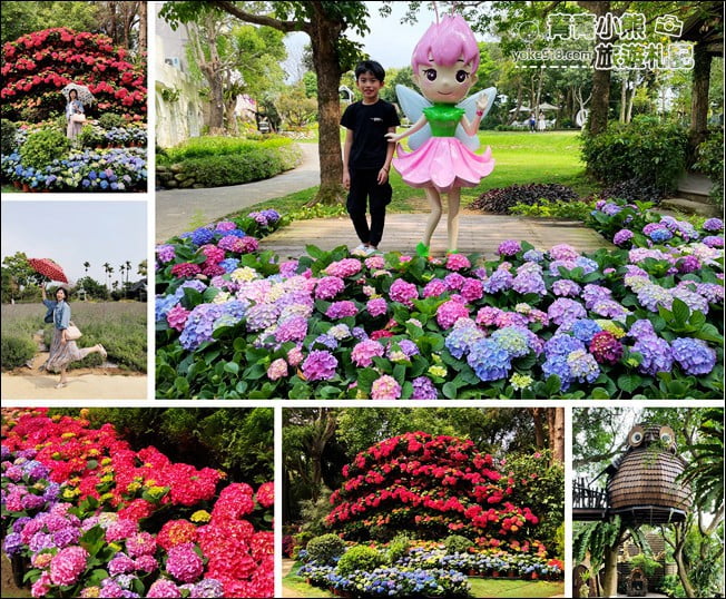 苗栗景點》卓蘭花露休閒農場.超美的繡球花美麗綻放~一起約會去 @青青小熊*旅遊札記 苗栗景點》卓蘭花露休閒農場.超美的繡球花美麗綻放~一起約會去 @青青小熊*旅遊札記
