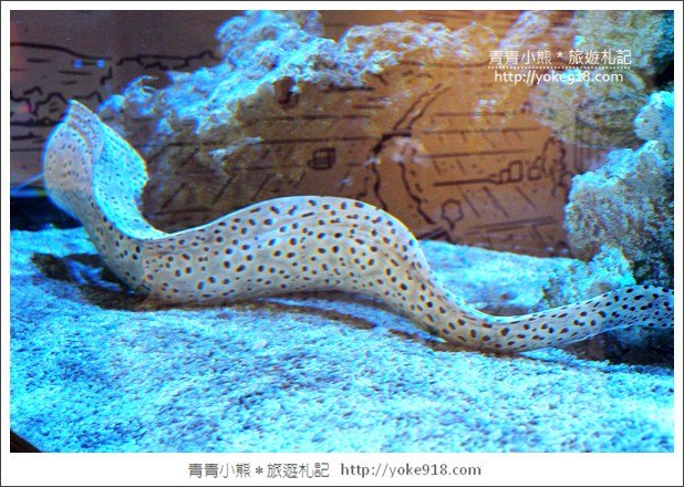 宜蘭礁溪景點》金車水產養殖研發中心~有如來到水族館還可餵鯊魚 @青青小熊*旅遊札記 宜蘭礁溪景點》金車水產養殖研發中心~有如來到水族館還可餵鯊魚 @青青小熊*旅遊札記