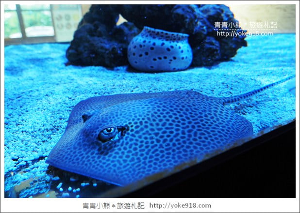 宜蘭礁溪景點》金車水產養殖研發中心~有如來到水族館還可餵鯊魚 @青青小熊*旅遊札記 宜蘭礁溪景點》金車水產養殖研發中心~有如來到水族館還可餵鯊魚 @青青小熊*旅遊札記