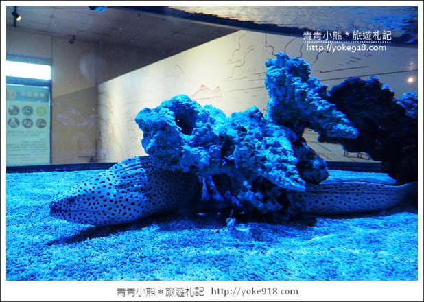 宜蘭礁溪景點》金車水產養殖研發中心~有如來到水族館還可餵鯊魚 @青青小熊*旅遊札記 宜蘭礁溪景點》金車水產養殖研發中心~有如來到水族館還可餵鯊魚 @青青小熊*旅遊札記