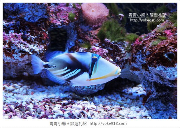 宜蘭礁溪景點》金車水產養殖研發中心~有如來到水族館還可餵鯊魚 @青青小熊＊旅遊札記