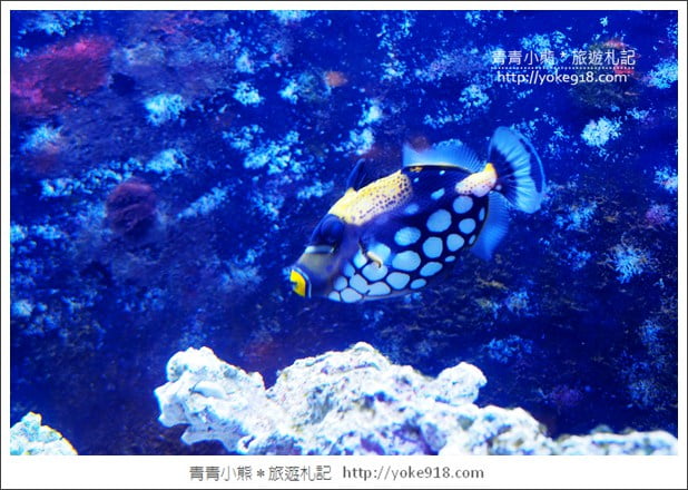 宜蘭礁溪景點》金車水產養殖研發中心~有如來到水族館還可餵鯊魚 @青青小熊*旅遊札記 宜蘭礁溪景點》金車水產養殖研發中心~有如來到水族館還可餵鯊魚 @青青小熊*旅遊札記