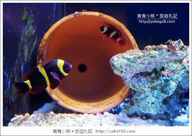 宜蘭礁溪景點》金車水產養殖研發中心~有如來到水族館還可餵鯊魚 @青青小熊*旅遊札記 宜蘭礁溪景點》金車水產養殖研發中心~有如來到水族館還可餵鯊魚 @青青小熊*旅遊札記