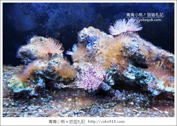 宜蘭礁溪景點》金車水產養殖研發中心~有如來到水族館還可餵鯊魚 @青青小熊*旅遊札記 宜蘭礁溪景點》金車水產養殖研發中心~有如來到水族館還可餵鯊魚 @青青小熊*旅遊札記