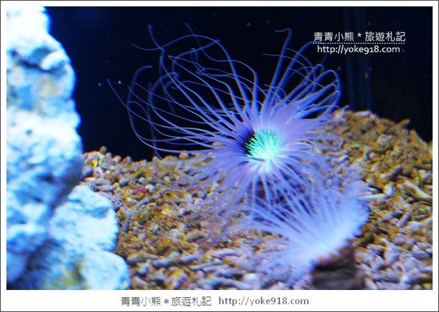 宜蘭礁溪景點》金車水產養殖研發中心~有如來到水族館還可餵鯊魚 @青青小熊＊旅遊札記