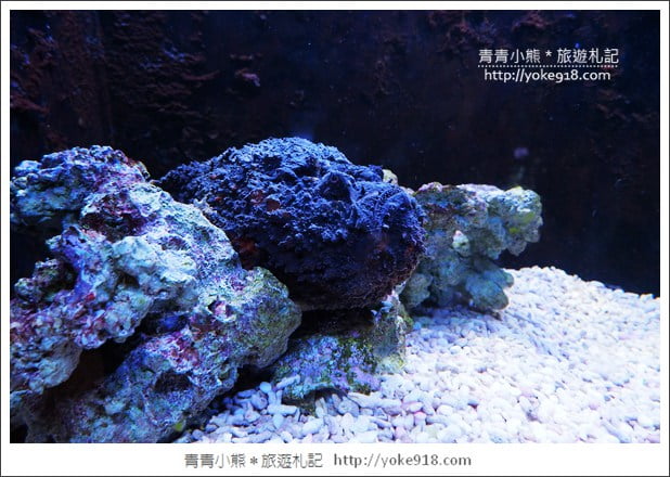 宜蘭礁溪景點》金車水產養殖研發中心~有如來到水族館還可餵鯊魚 @青青小熊*旅遊札記 宜蘭礁溪景點》金車水產養殖研發中心~有如來到水族館還可餵鯊魚 @青青小熊*旅遊札記