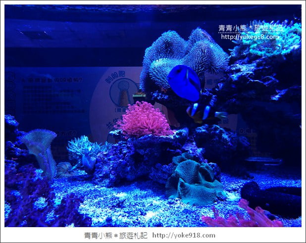 宜蘭礁溪景點》金車水產養殖研發中心~有如來到水族館還可餵鯊魚 @青青小熊*旅遊札記 宜蘭礁溪景點》金車水產養殖研發中心~有如來到水族館還可餵鯊魚 @青青小熊*旅遊札記