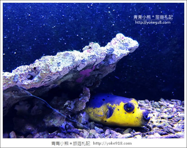 宜蘭礁溪景點》金車水產養殖研發中心~有如來到水族館還可餵鯊魚 @青青小熊*旅遊札記 宜蘭礁溪景點》金車水產養殖研發中心~有如來到水族館還可餵鯊魚 @青青小熊*旅遊札記