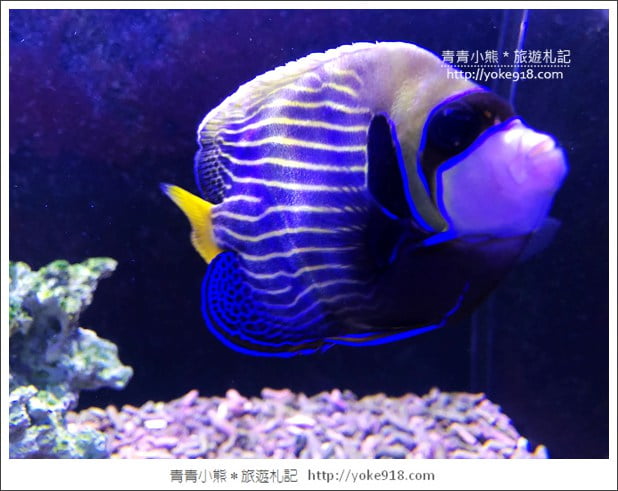 宜蘭礁溪景點》金車水產養殖研發中心~有如來到水族館還可餵鯊魚 @青青小熊*旅遊札記 宜蘭礁溪景點》金車水產養殖研發中心~有如來到水族館還可餵鯊魚 @青青小熊*旅遊札記