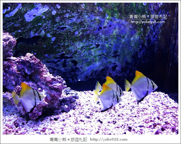 宜蘭礁溪景點》金車水產養殖研發中心~有如來到水族館還可餵鯊魚 @青青小熊*旅遊札記 宜蘭礁溪景點》金車水產養殖研發中心~有如來到水族館還可餵鯊魚 @青青小熊*旅遊札記