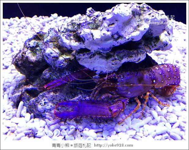 宜蘭礁溪景點》金車水產養殖研發中心~有如來到水族館還可餵鯊魚 @青青小熊*旅遊札記 宜蘭礁溪景點》金車水產養殖研發中心~有如來到水族館還可餵鯊魚 @青青小熊*旅遊札記