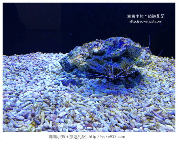 宜蘭礁溪景點》金車水產養殖研發中心~有如來到水族館還可餵鯊魚 @青青小熊*旅遊札記 宜蘭礁溪景點》金車水產養殖研發中心~有如來到水族館還可餵鯊魚 @青青小熊*旅遊札記